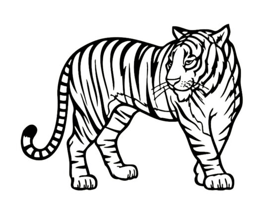 disegno animali