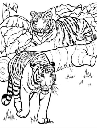 disegno di animali