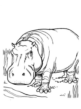 animale da colorare