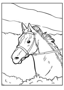 cavallo disegno