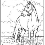 cavallo disegno