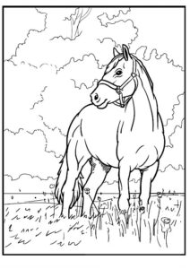 cavallo disegno