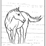 cavallo disegno