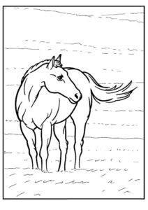 cavallo disegno