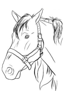 cavallo disegno