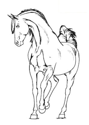 cavallo disegno