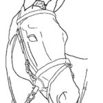 cavallo disegno