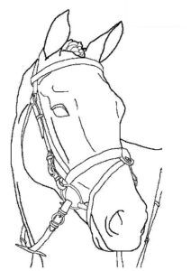 cavallo disegno