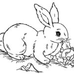 conigli disegni