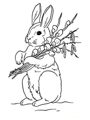 coniglio disegno
