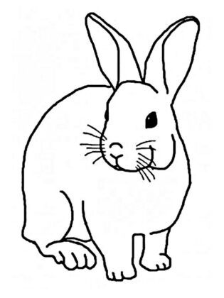 coniglio disegno