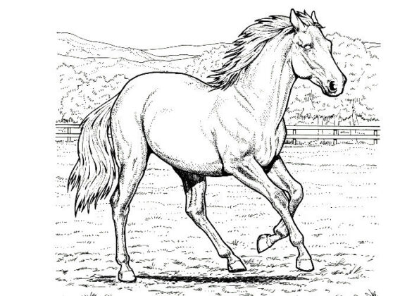 disegni cavalli