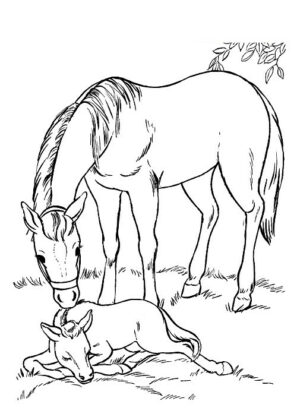 disegni cavallo