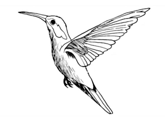 midisegni animali