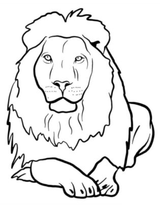 animali disegno
