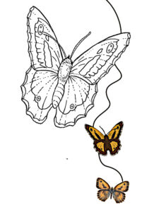 disegni farfalla