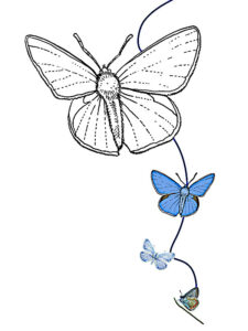 disegni farfalla