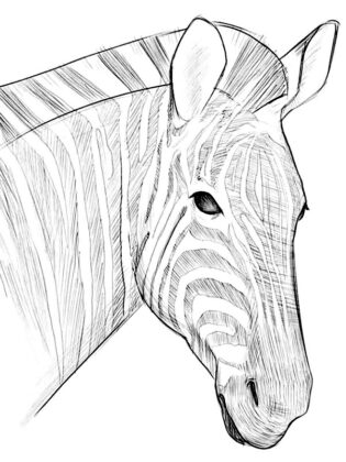 midisegni animali