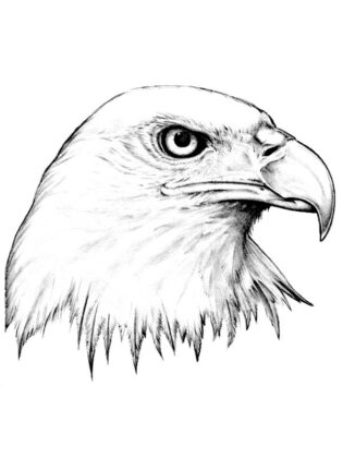 disegni da colorareanimali