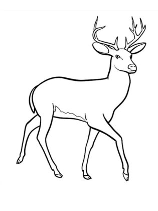 disegni animali