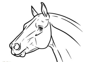 disegno cavallo