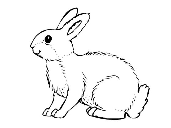disegno coniglio