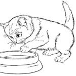 disegno di gatto