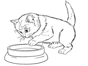 disegno di gatto