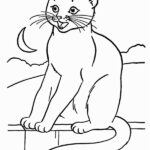 disegno gatto