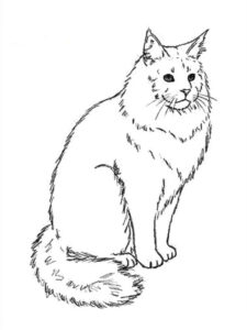 disegno gatto