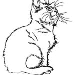 disegno gatto
