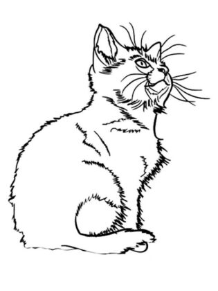 disegno gatto