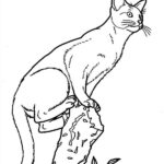 disegno gatto