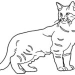 disegno gatto
