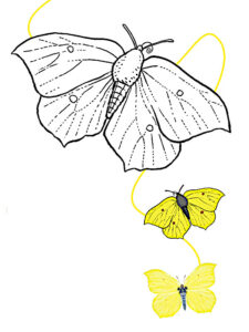 farfalle disegno