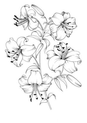 fiori disegni