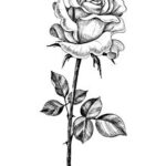 fiori disegni