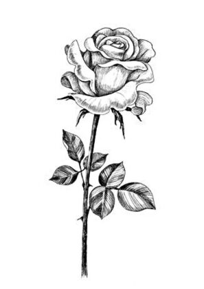 fiori disegni