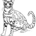 gatti disegno