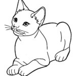 gatto da colorare