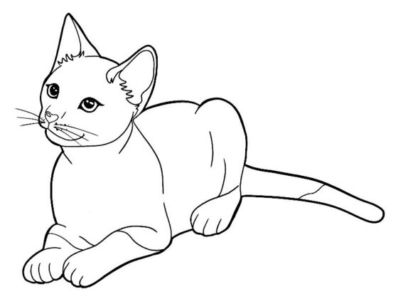 gatto disegno