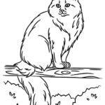 gatto disegno