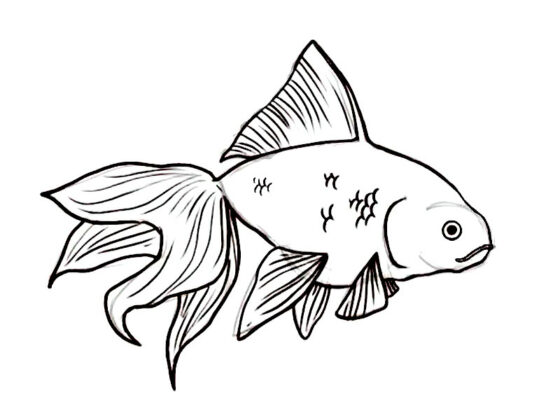 pesce da colorare