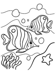 pesce disegno