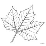 foglia autunno disegno