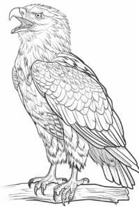 aquila disegno